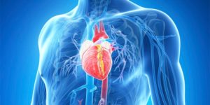 animation of the heart